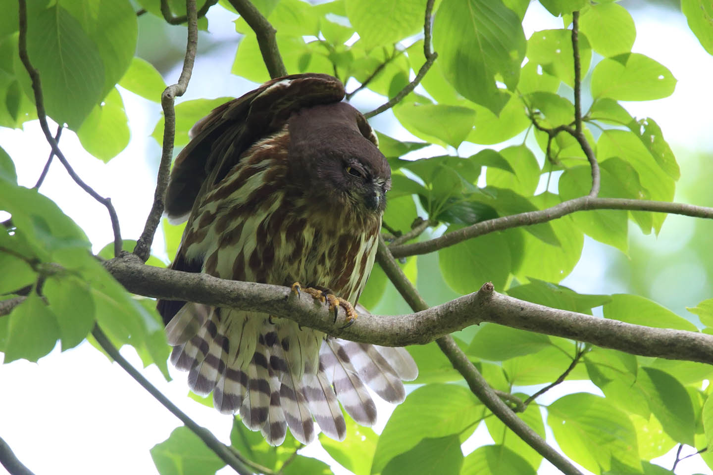 さくちゃんの 『鳥と遊ぼうよ！』 | カテゴリー : 多摩森林科学園 