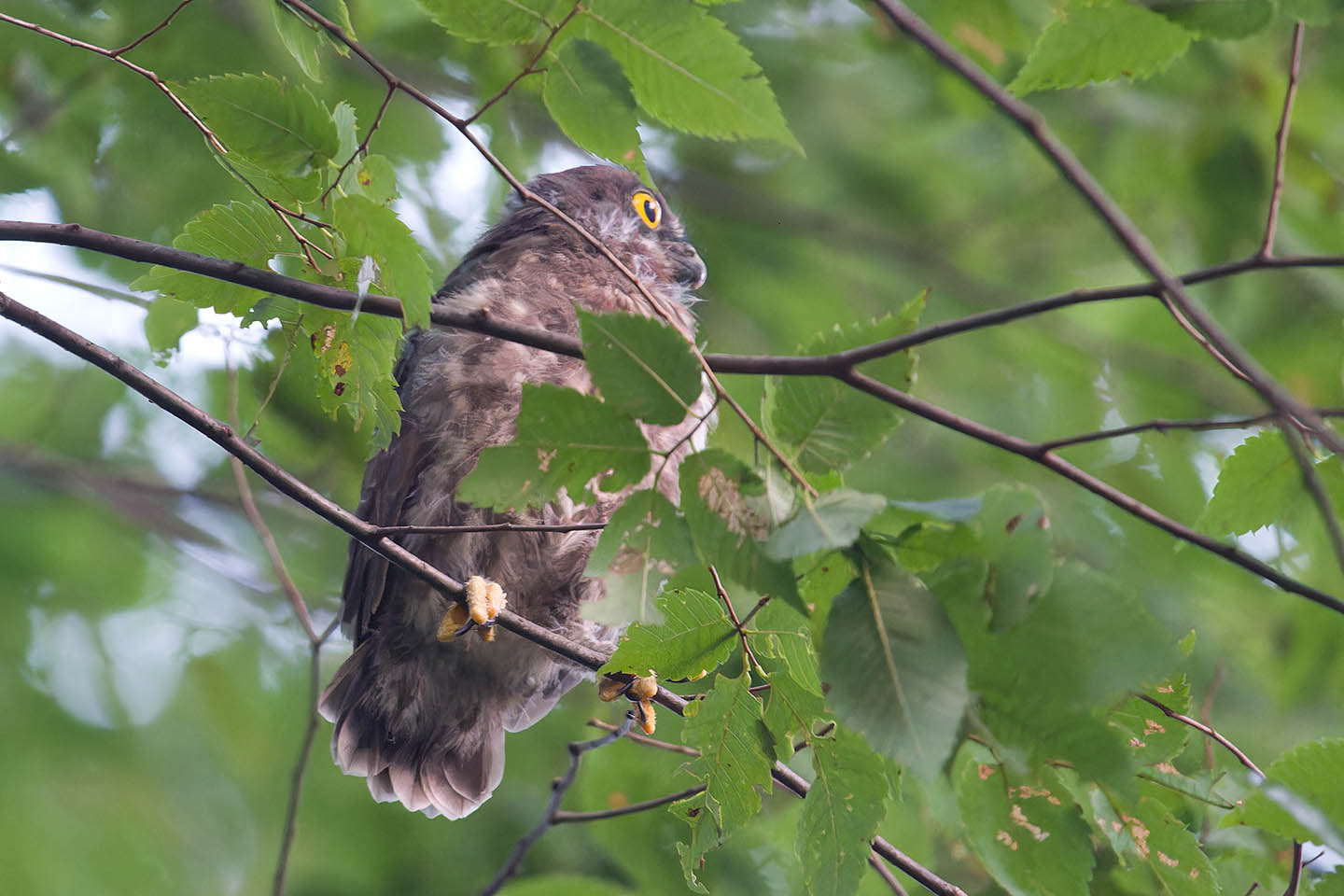 Canon EOS 6D + TAMRON SP 150-600mm F/5-6.3 Di VC USD (A011) and DxO PureRAW 3