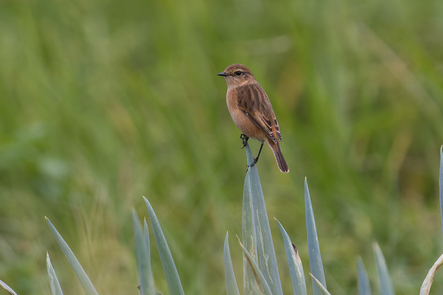 Canon EOS 60D + TAMRON SP 150-600mm F/5-6.3 Di VC USD (A011) and DxO PureRAW 3