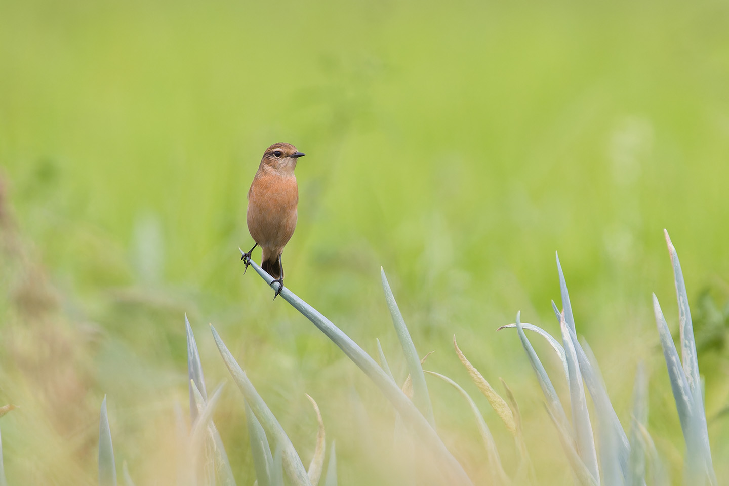 Canon EOS 60D + TAMRON SP 150-600mm F/5-6.3 Di VC USD (A011) and DxO PureRAW 3