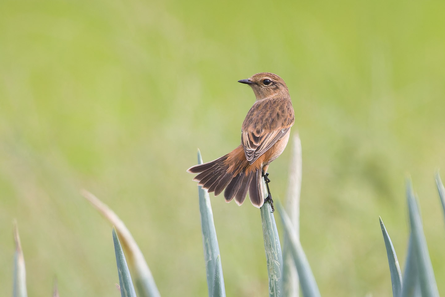 Canon EOS 60D + TAMRON SP 150-600mm F/5-6.3 Di VC USD (A011) and DxO PureRAW 3