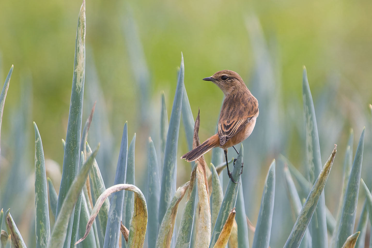 Canon EOS 60D + TAMRON SP 150-600mm F/5-6.3 Di VC USD (A011) and DxO PureRAW 3