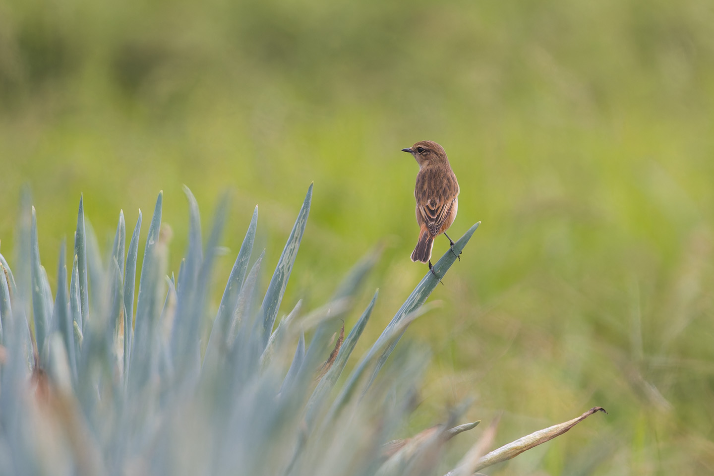 Canon EOS 60D + TAMRON SP 150-600mm F/5-6.3 Di VC USD (A011) and DxO PureRAW 3