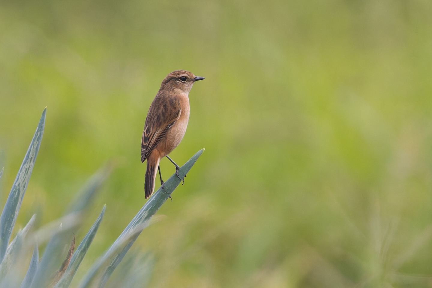 Canon EOS 60D + TAMRON SP 150-600mm F/5-6.3 Di VC USD (A011) and DxO PureRAW 3