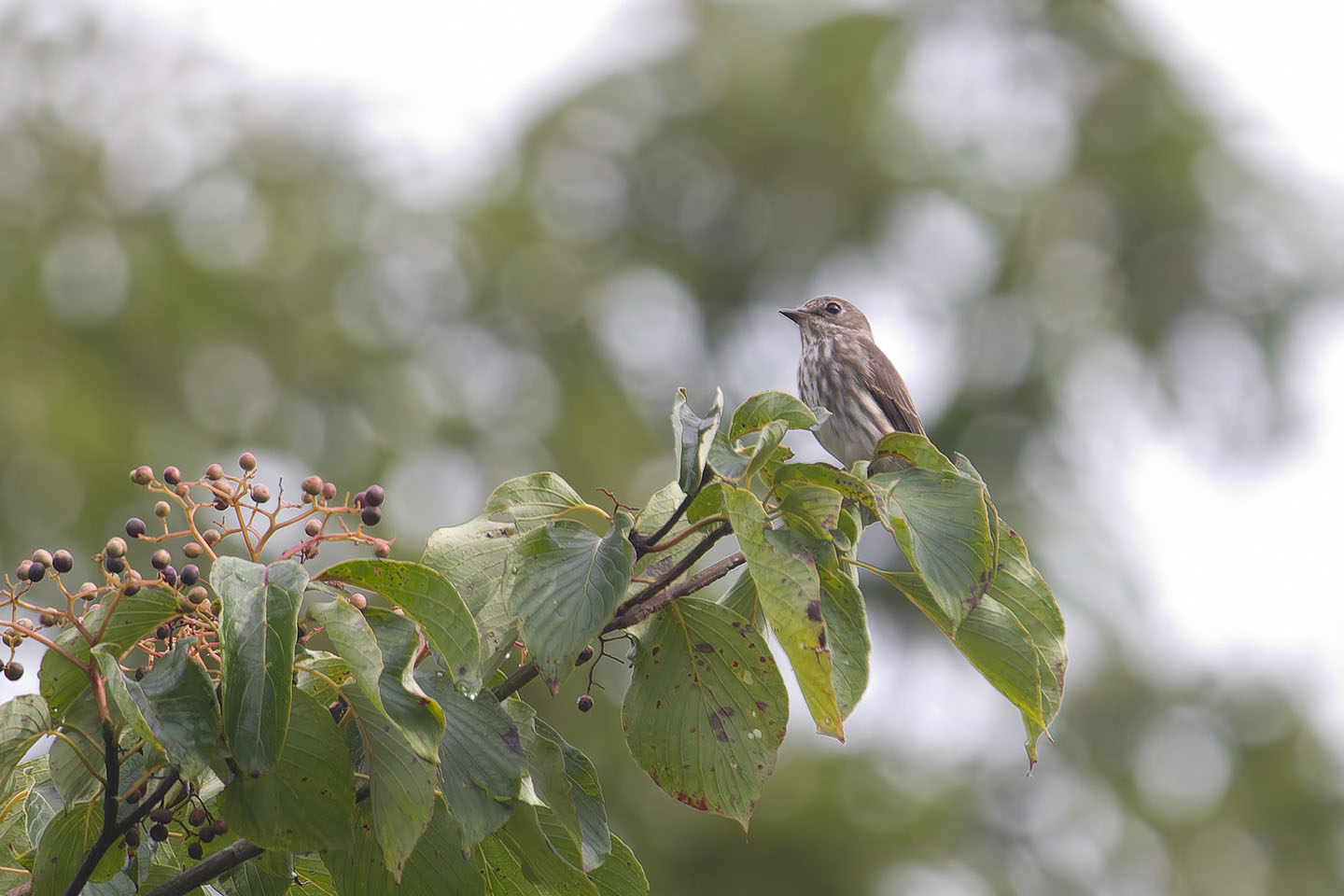 Canon EOS 60D + TAMRON SP 150-600mm F/5-6.3 Di VC USD (A011) and DxO PureRAW 3