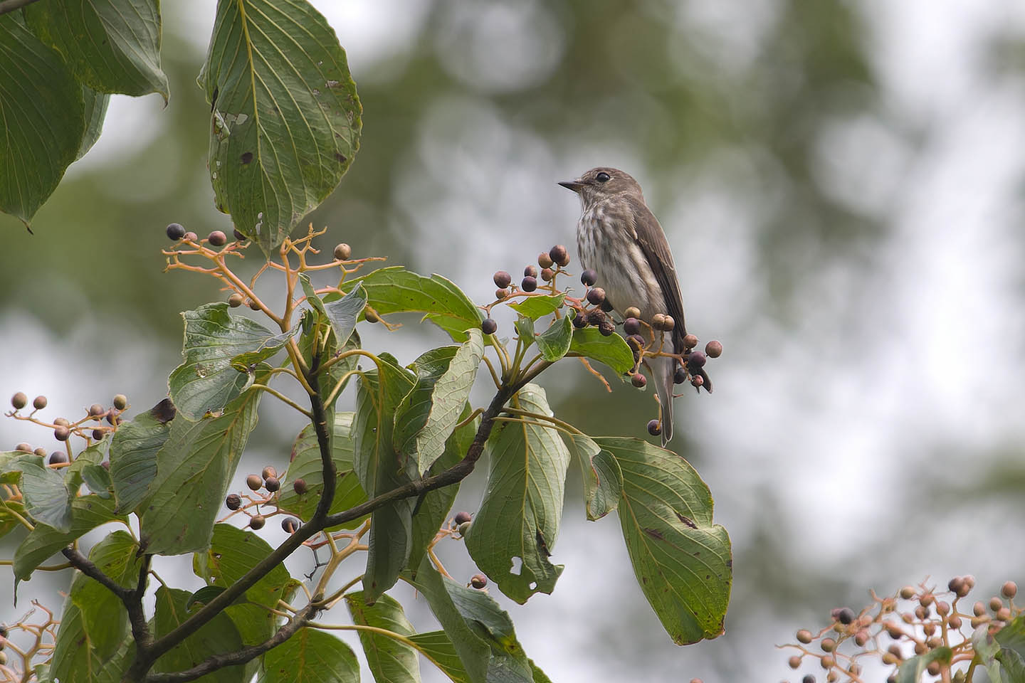 Canon EOS 60D + TAMRON SP 150-600mm F/5-6.3 Di VC USD (A011) and DxO PureRAW 3