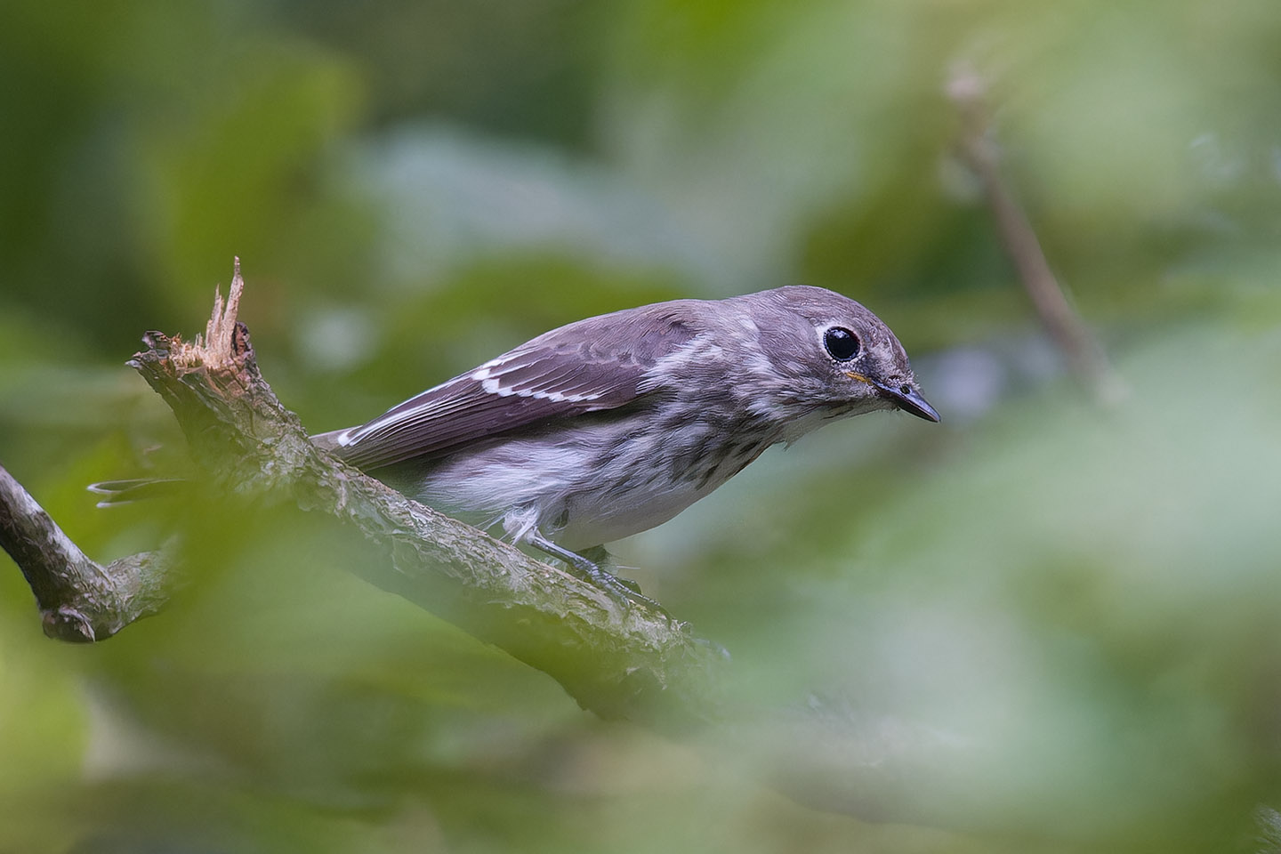 Canon EOS 60D + TAMRON SP 150-600mm F/5-6.3 Di VC USD (A011) and DxO PureRAW 3