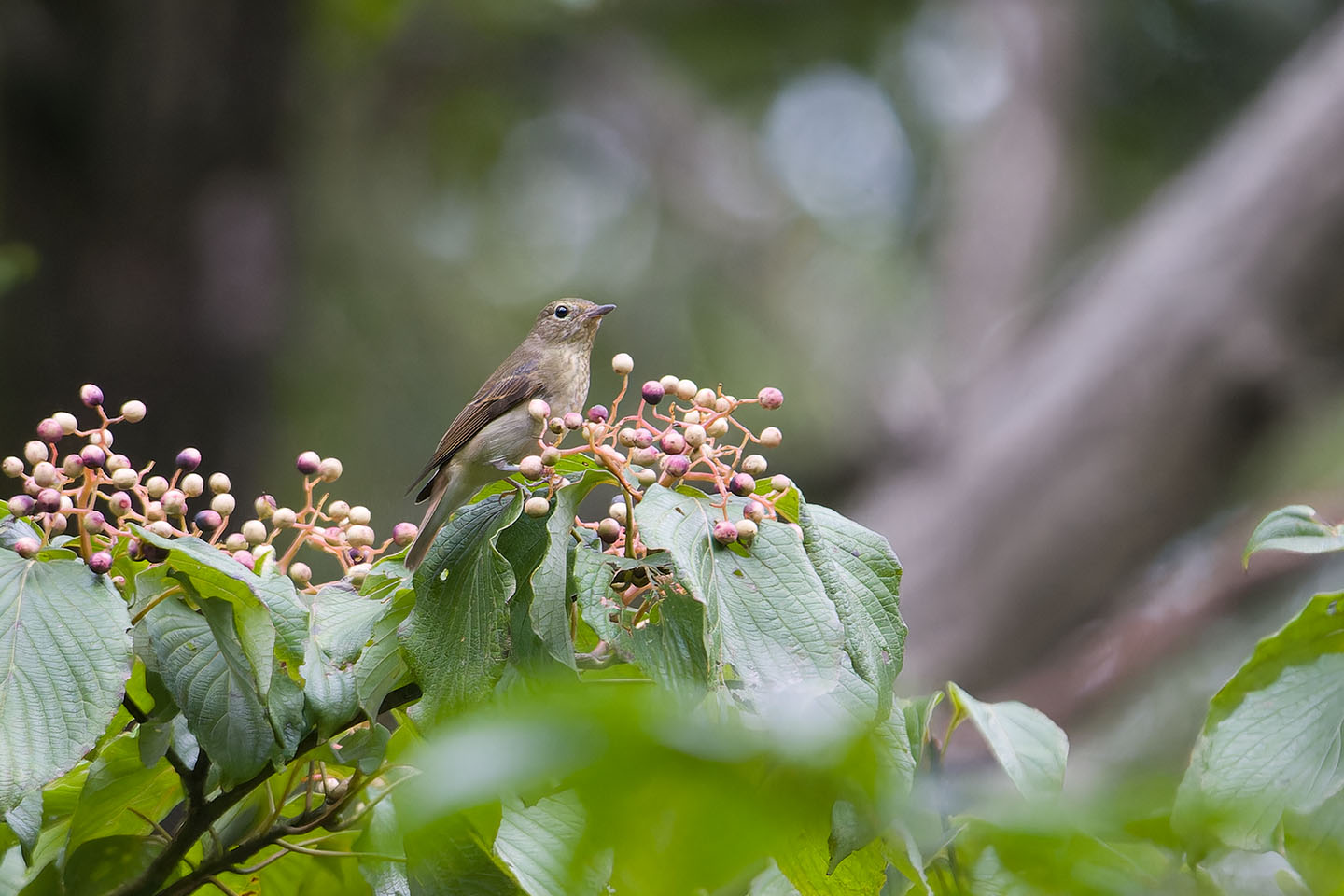 Canon EOS 60D + TAMRON SP 150-600mm F/5-6.3 Di VC USD (A011) and DxO PureRAW 3