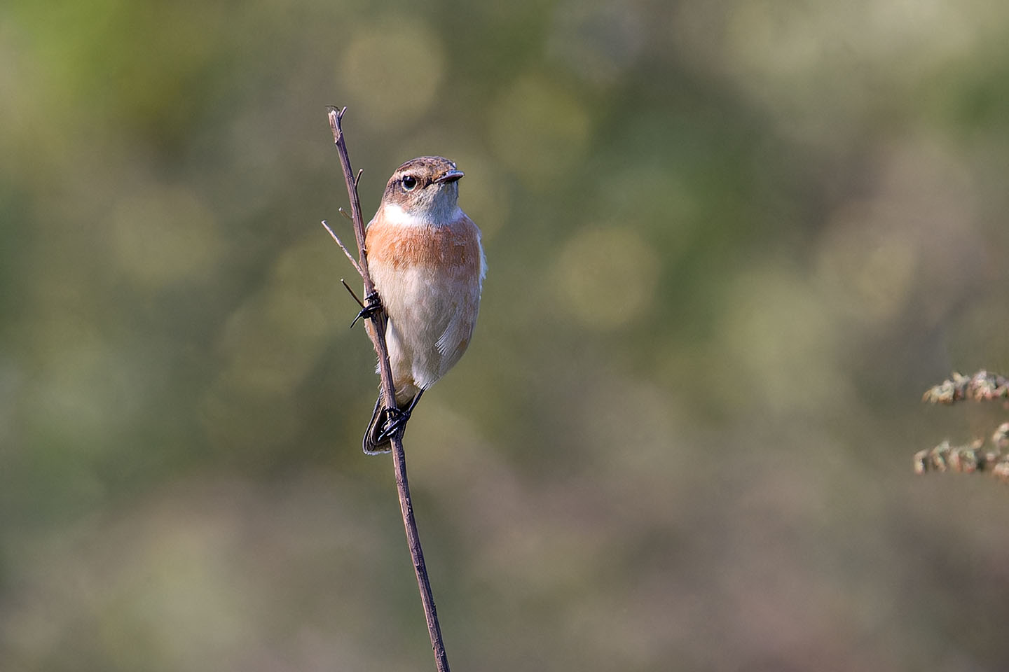 Canon EOS 60D + TAMRON SP 150-600mm F/5-6.3 Di VC USD (A011) and DxO PureRAW 3