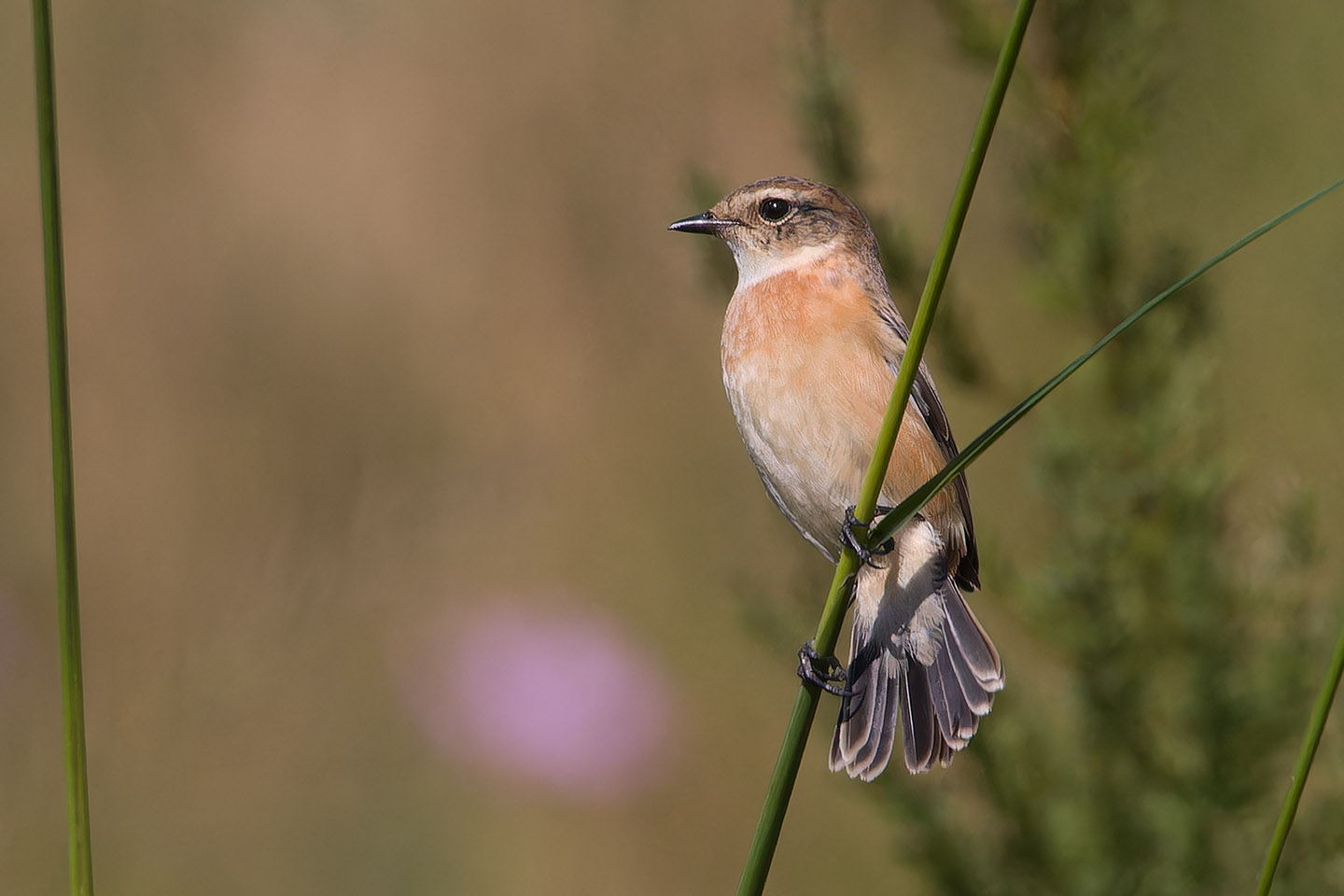 Canon EOS 60D + TAMRON SP 150-600mm F/5-6.3 Di VC USD (A011) and DxO PureRAW 3