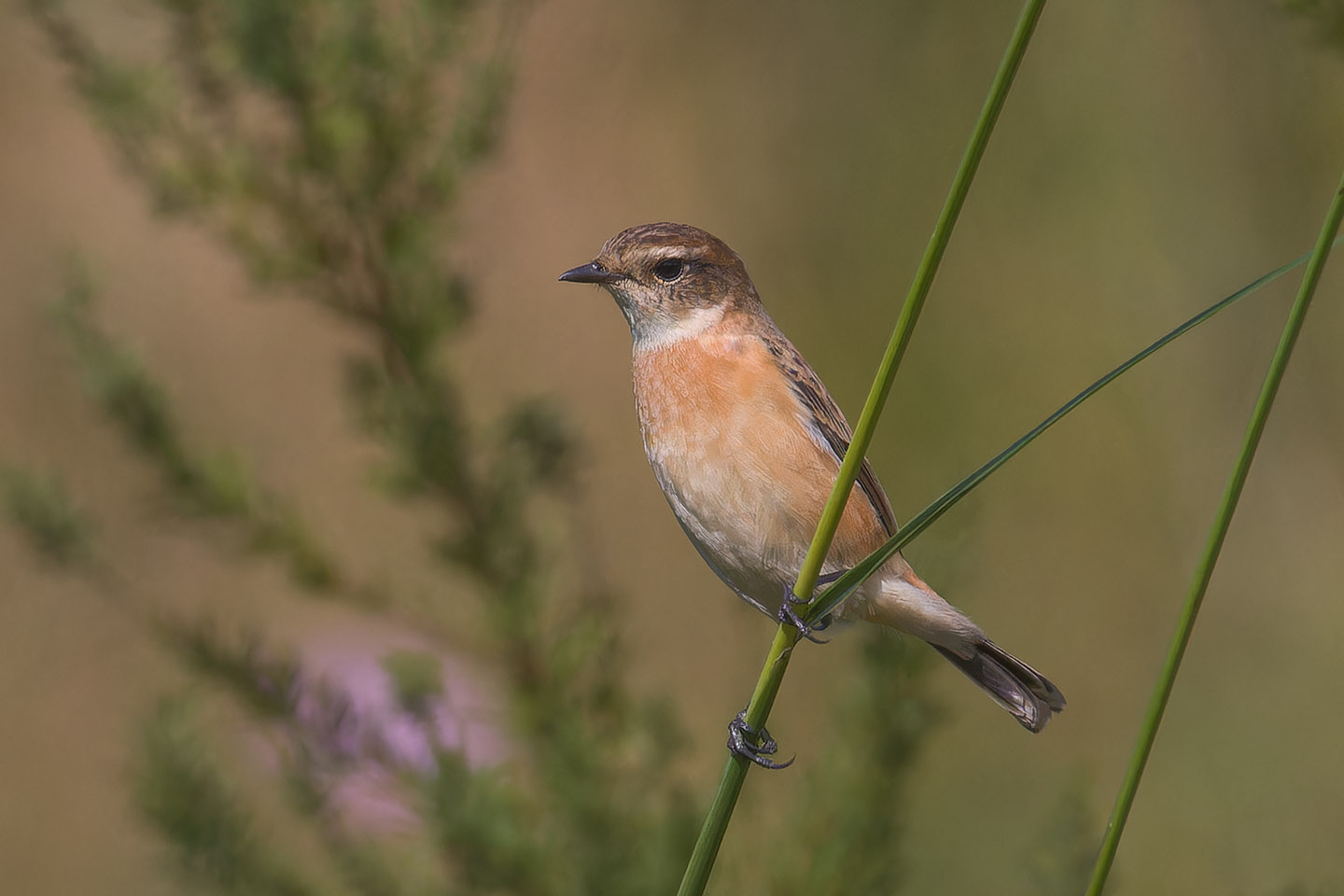 Canon EOS 60D + TAMRON SP 150-600mm F/5-6.3 Di VC USD (A011) and DxO PureRAW 3