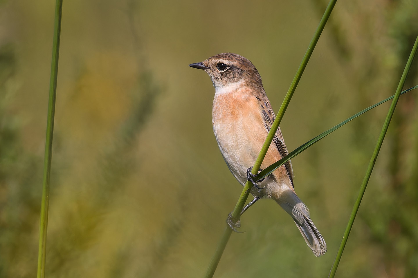 Canon EOS 60D + TAMRON SP 150-600mm F/5-6.3 Di VC USD (A011) and DxO PureRAW 3