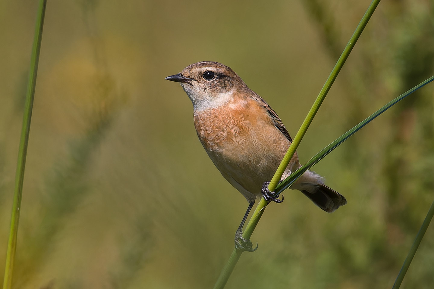 Canon EOS 60D + TAMRON SP 150-600mm F/5-6.3 Di VC USD (A011) and DxO PureRAW 3