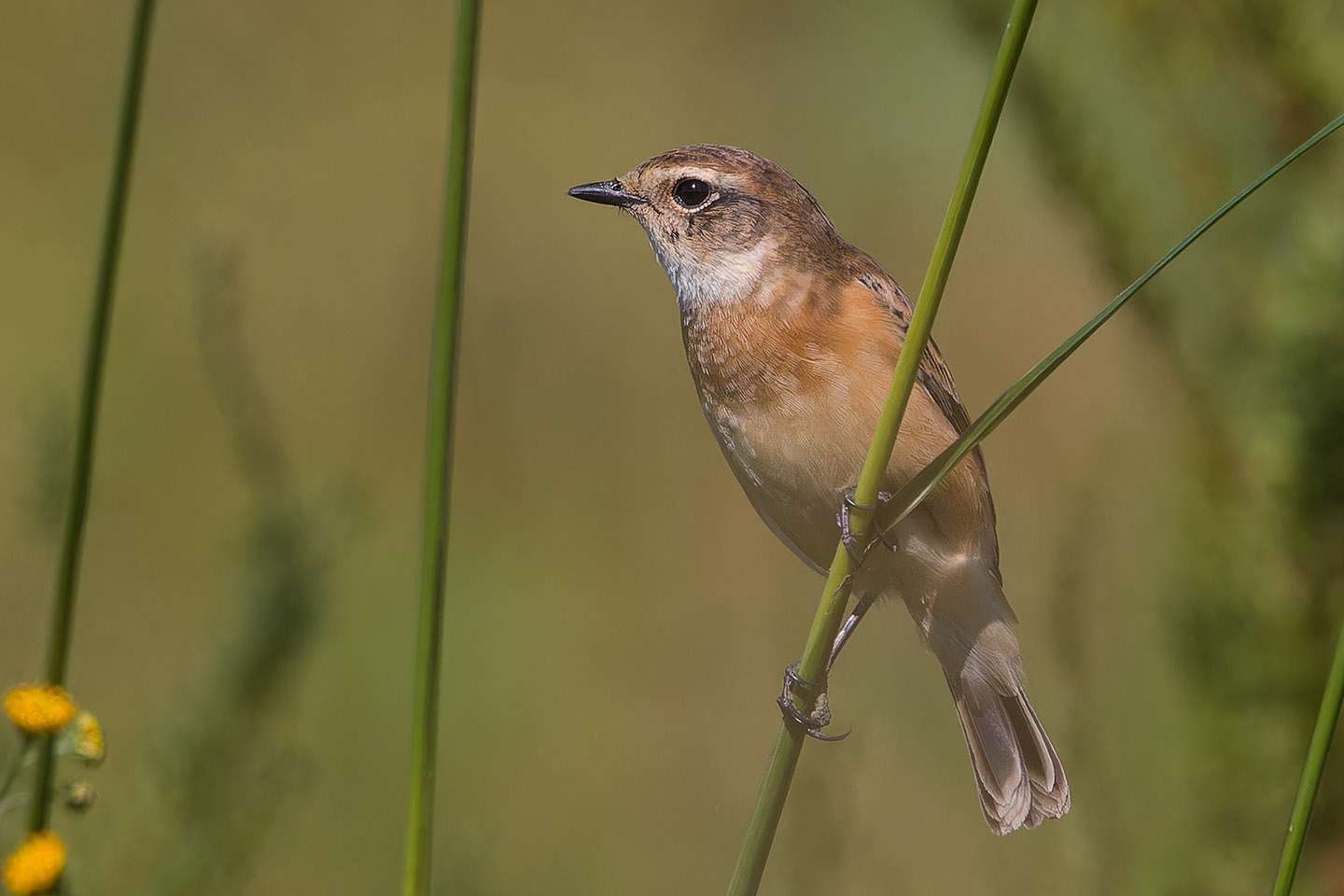 Canon EOS 60D + TAMRON SP 150-600mm F/5-6.3 Di VC USD (A011) and DxO PureRAW 3