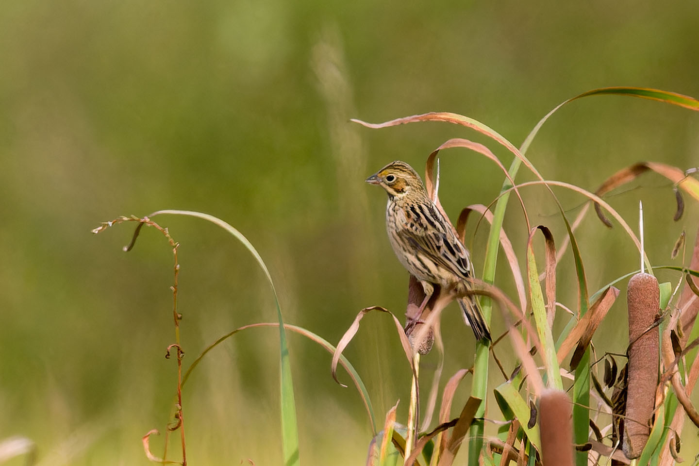 Canon EOS 60D + TAMRON SP 150-600mm F/5-6.3 Di VC USD (A011) and DxO PureRAW 3