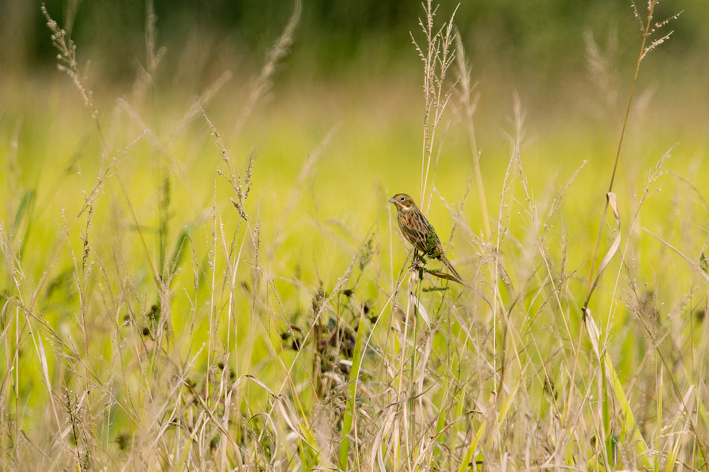 Canon EOS 60D + TAMRON SP 150-600mm F/5-6.3 Di VC USD (A011) and DxO PureRAW 3