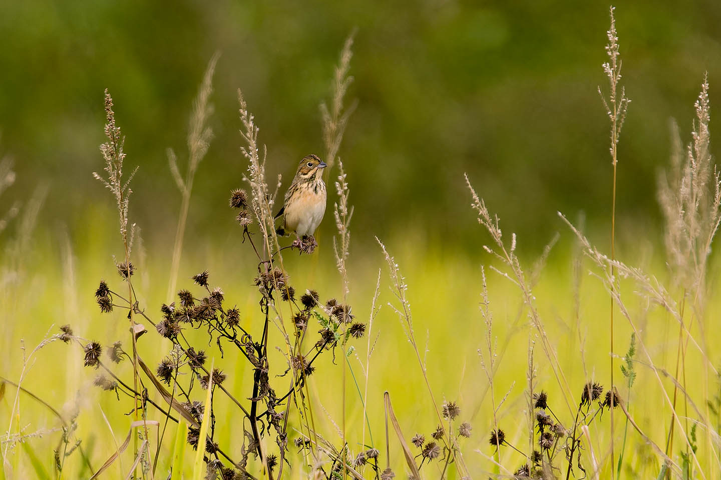 Canon EOS 60D + TAMRON SP 150-600mm F/5-6.3 Di VC USD (A011) and DxO PureRAW 3