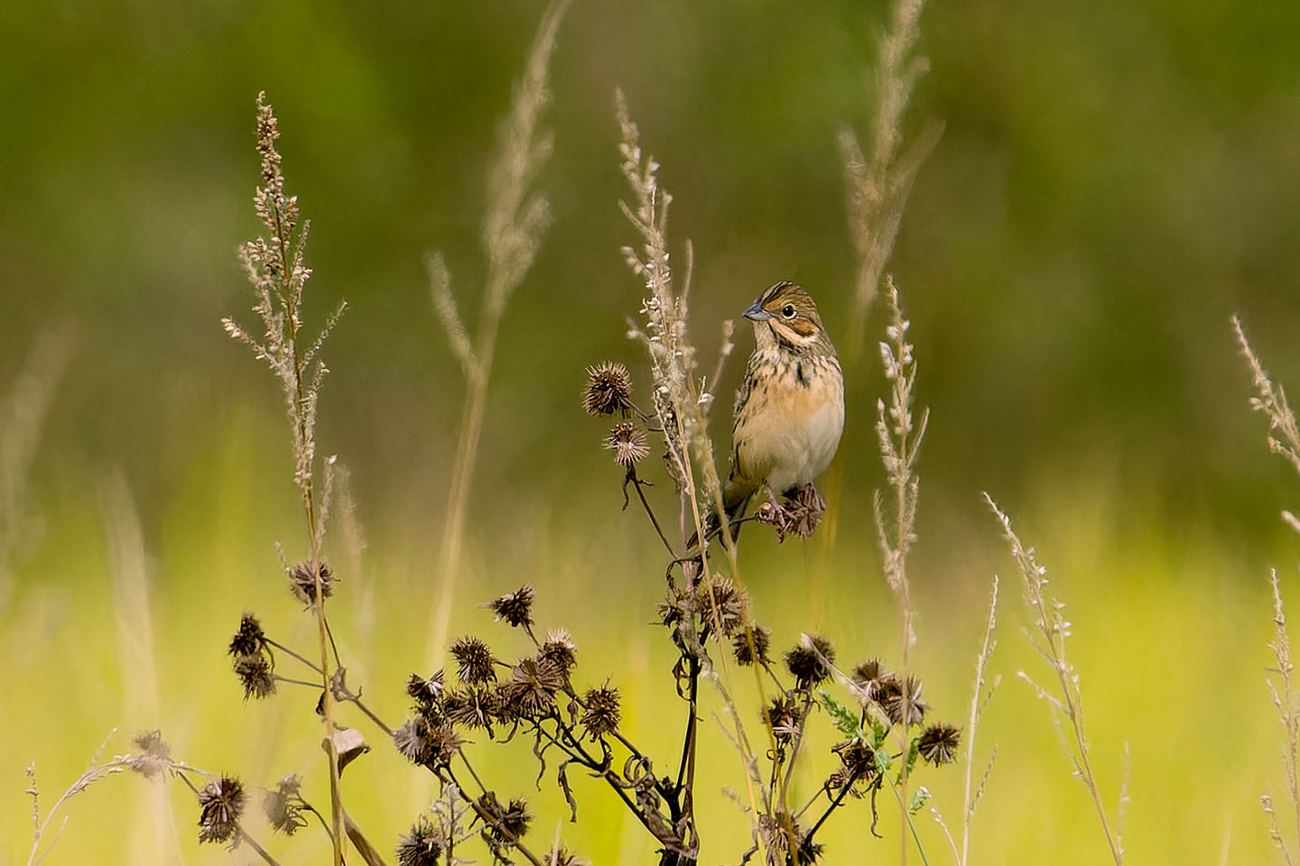 Canon EOS 60D + TAMRON SP 150-600mm F/5-6.3 Di VC USD (A011) and DxO PureRAW 3