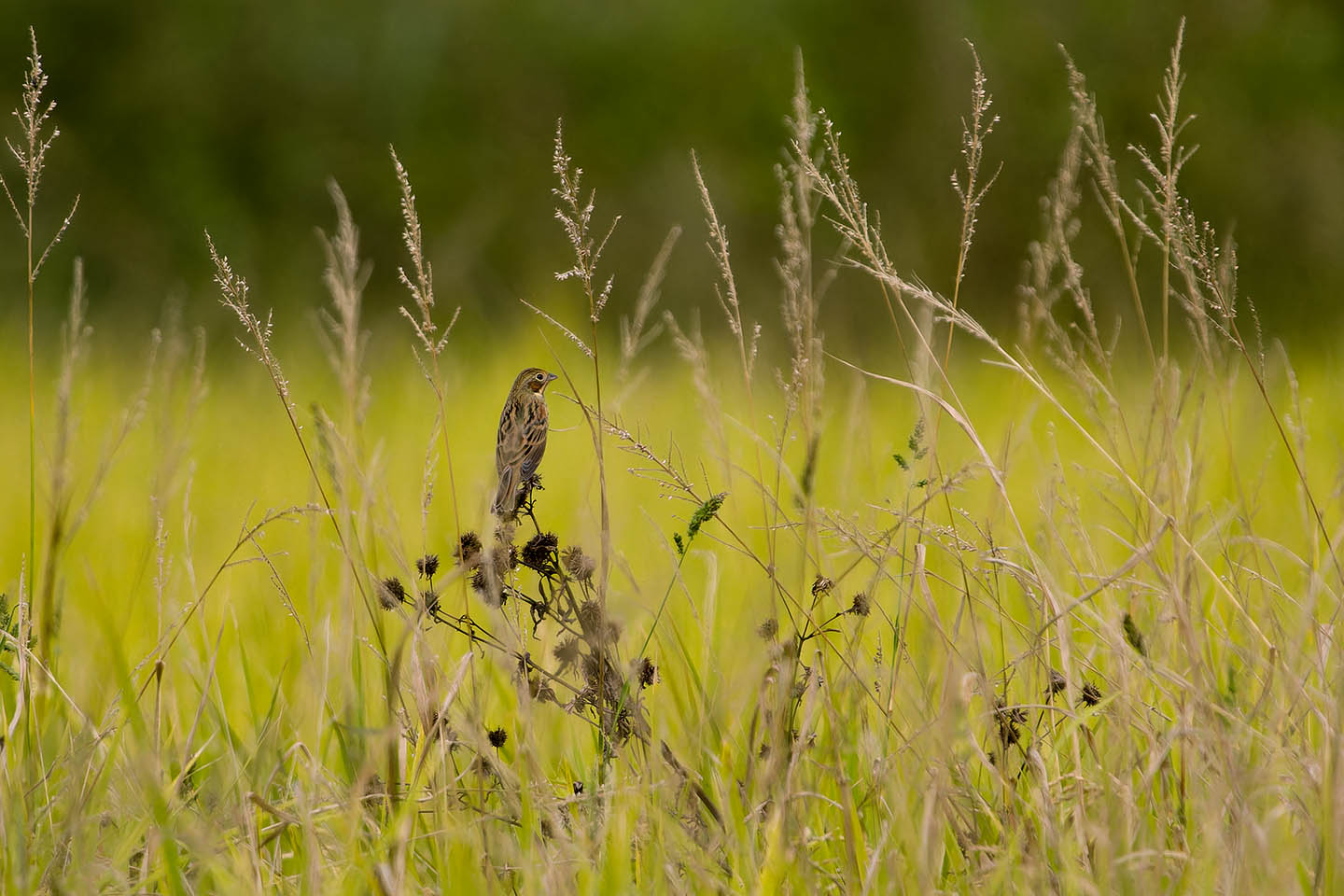 Canon EOS 60D + TAMRON SP 150-600mm F/5-6.3 Di VC USD (A011) and DxO PureRAW 3