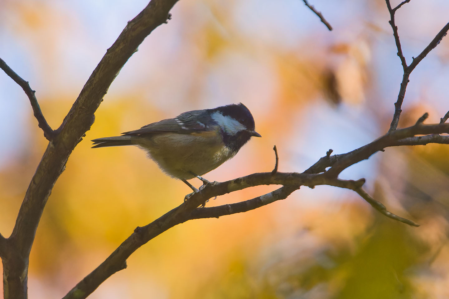 Canon EOS 60D + TAMRON SP 150-600mm F/5-6.3 Di VC USD (A011) and DxO PureRAW 3