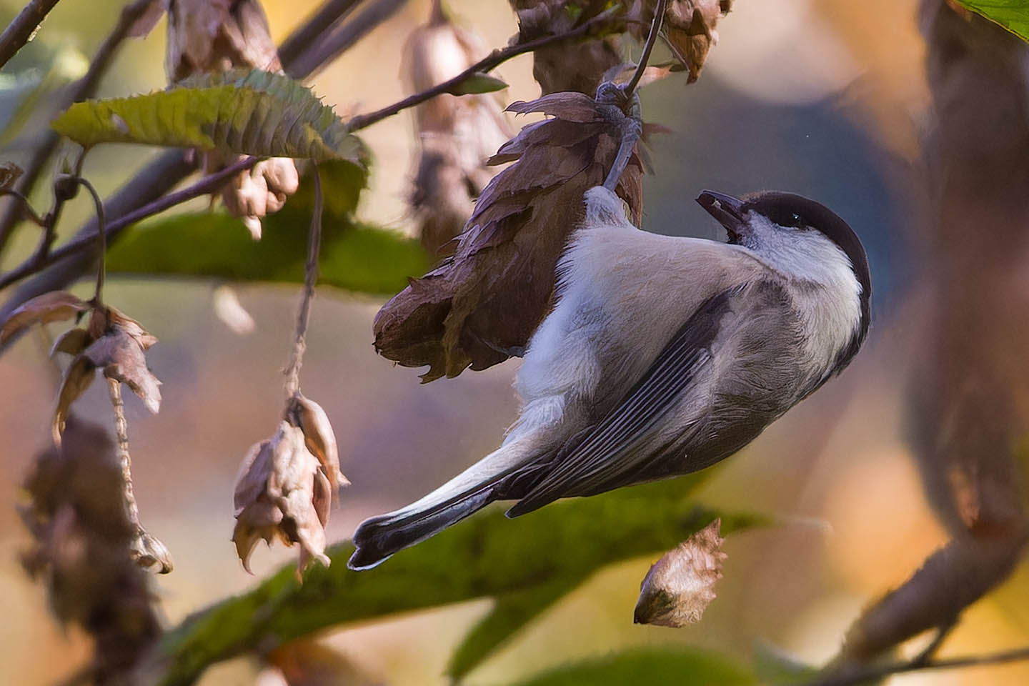 Canon EOS 60D + TAMRON SP 150-600mm F/5-6.3 Di VC USD (A011) and DxO PureRAW 3