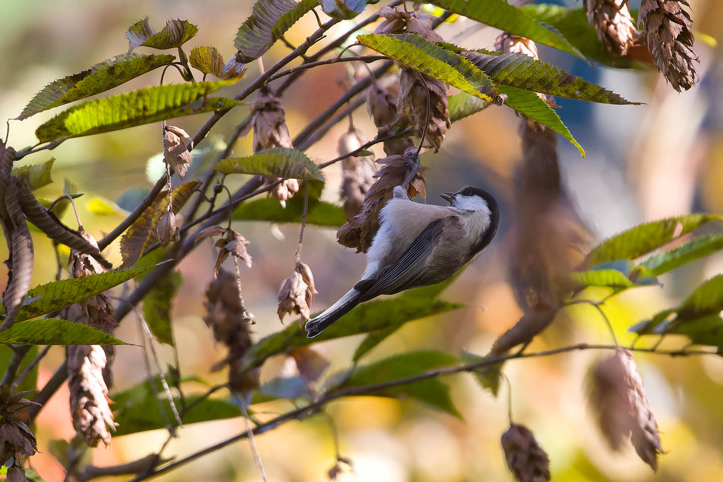 Canon EOS 60D + TAMRON SP 150-600mm F/5-6.3 Di VC USD (A011) and DxO PureRAW 3