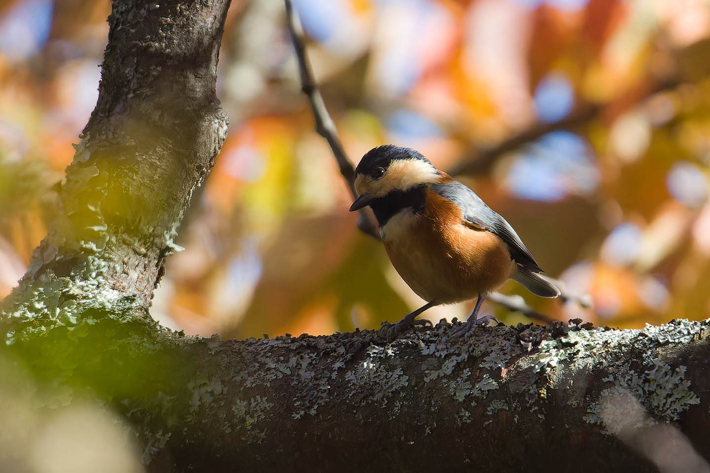 Canon EOS 60D + TAMRON SP 150-600mm F/5-6.3 Di VC USD (A011) and DxO PureRAW 3