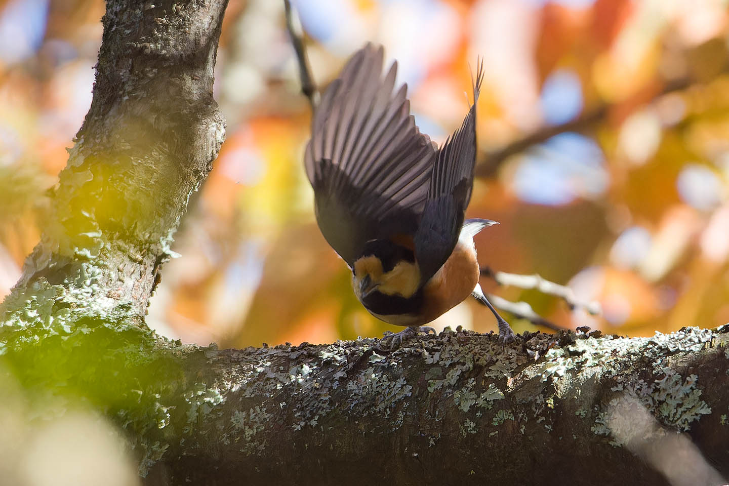 Canon EOS 60D + TAMRON SP 150-600mm F/5-6.3 Di VC USD (A011) and DxO PureRAW 3