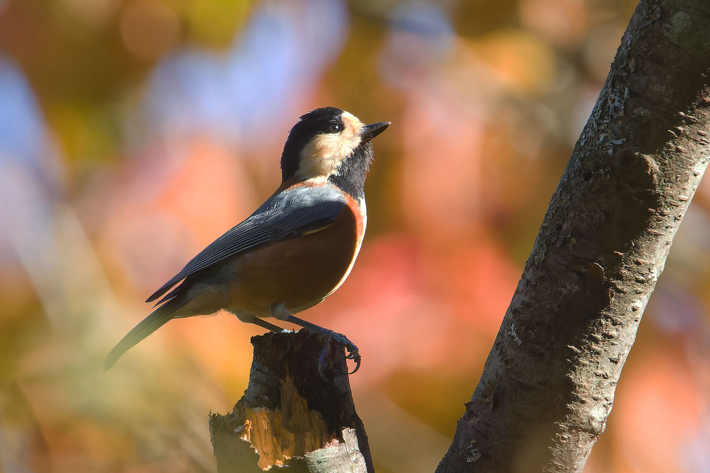 Canon EOS 60D + TAMRON SP 150-600mm F/5-6.3 Di VC USD (A011) and DxO PureRAW 3