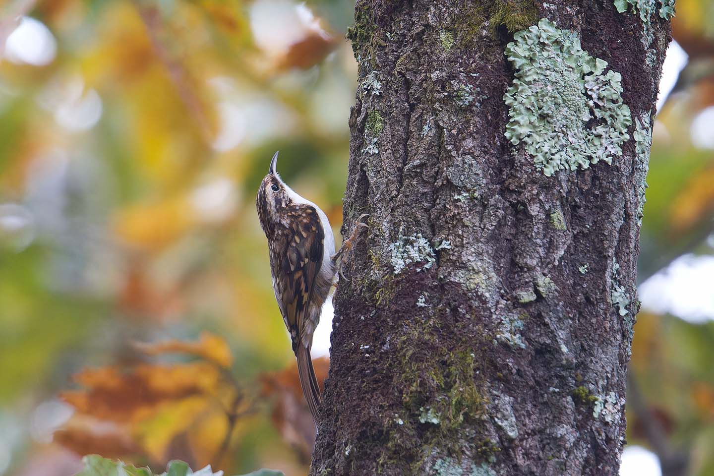 Canon EOS 60D + TAMRON SP 150-600mm F/5-6.3 Di VC USD (A011) and DxO PureRAW 3