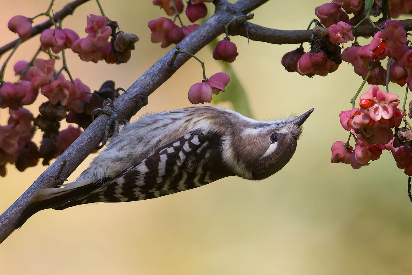 Canon EOS 60D + TAMRON SP 150-600mm F/5-6.3 Di VC USD (A011) and DxO PureRAW 3