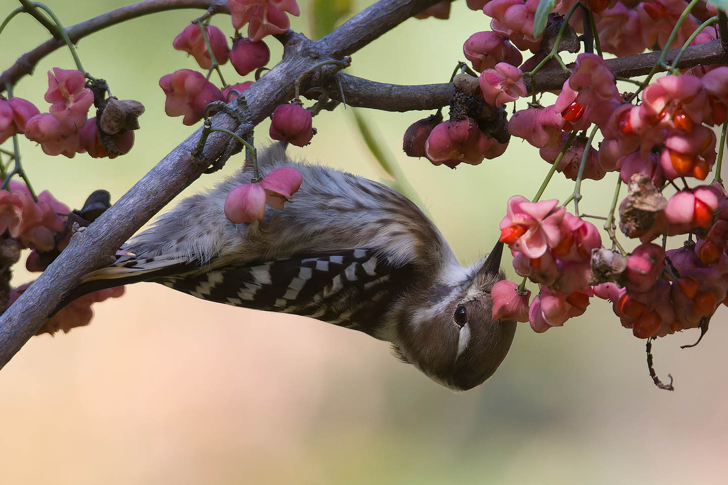 Canon EOS 60D + TAMRON SP 150-600mm F/5-6.3 Di VC USD (A011) and DxO PureRAW 3