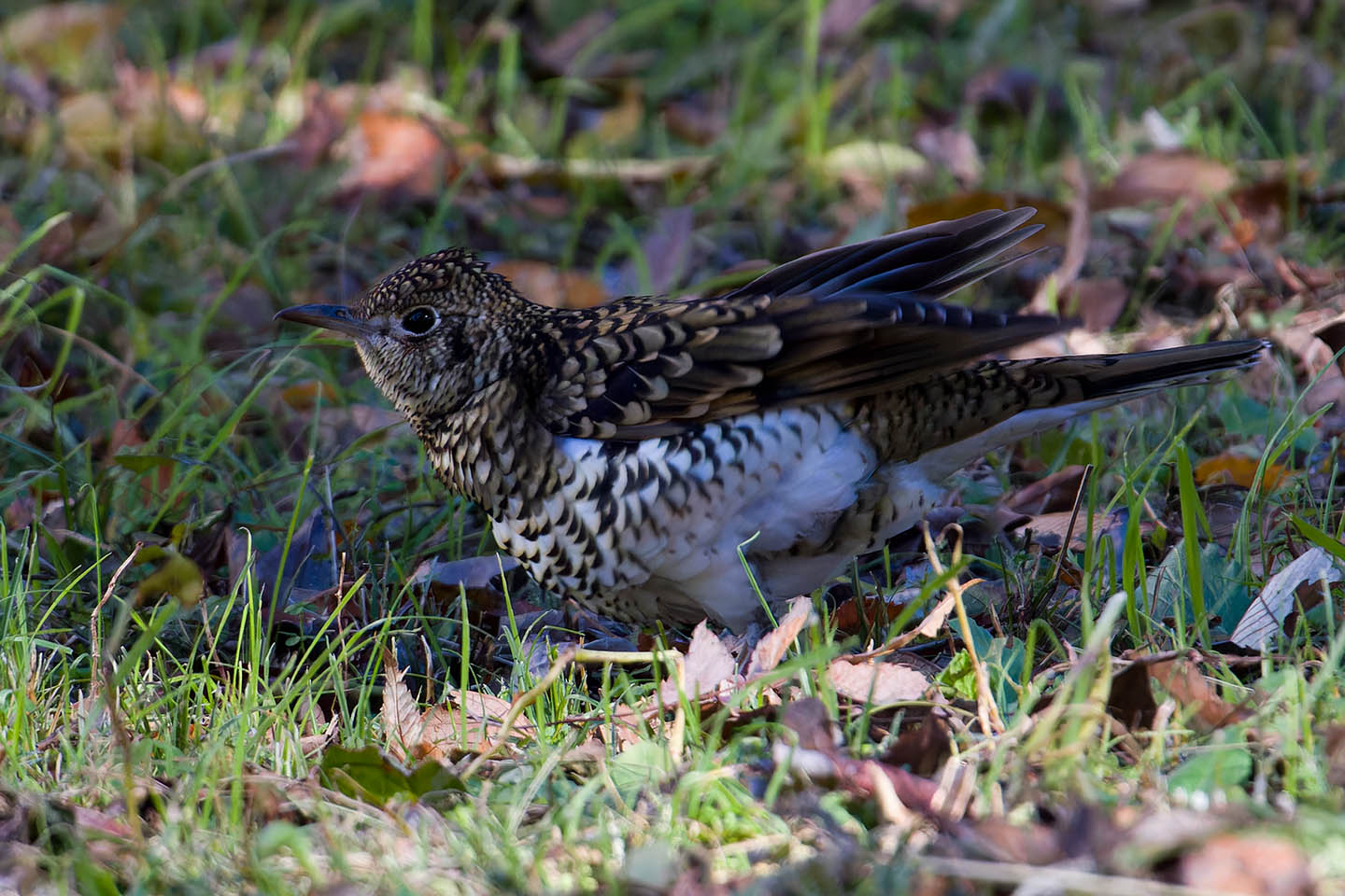 Canon EOS 60D + TAMRON SP 150-600mm F/5-6.3 Di VC USD (A011) and DxO PureRAW 3