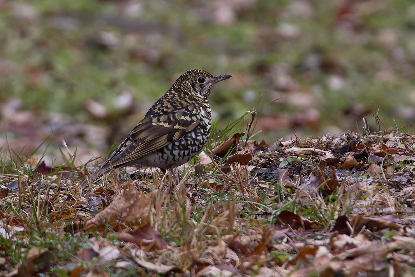 Canon EOS 60D + TAMRON SP 150-600mm F/5-6.3 Di VC USD (A011) and DxO PureRAW 3