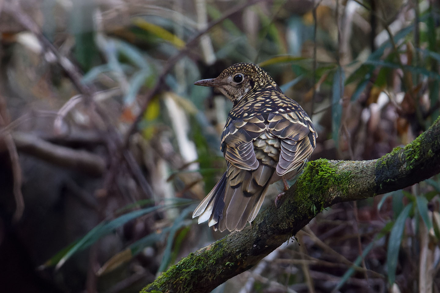 Canon EOS 60D + TAMRON SP 150-600mm F/5-6.3 Di VC USD (A011) and DxO PureRAW 3