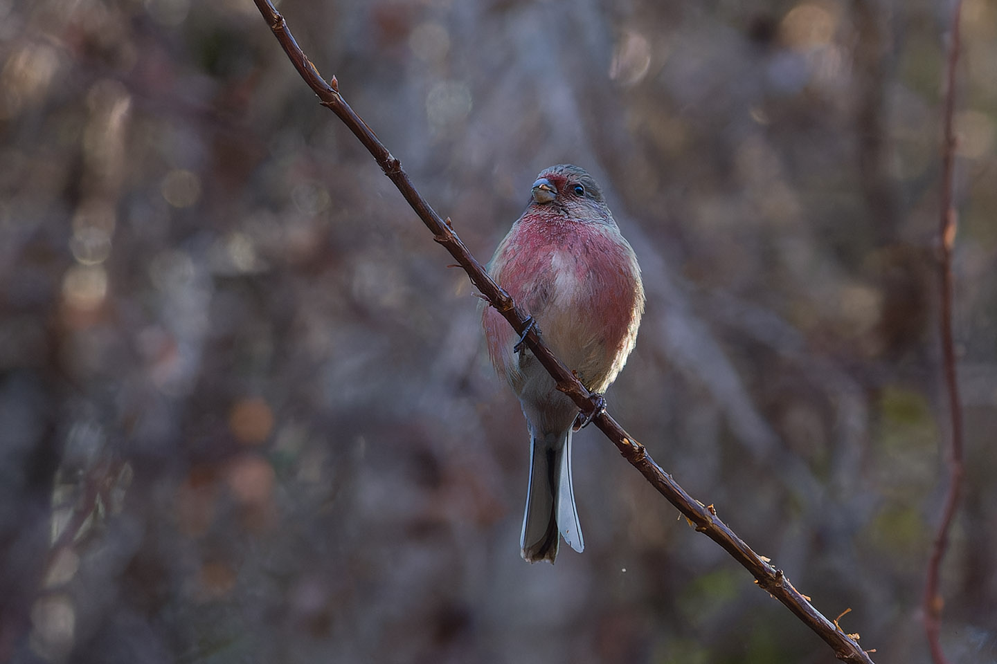 Canon EOS 60D + TAMRON SP 150-600mm F/5-6.3 Di VC USD (A011) and DxO PureRAW 3