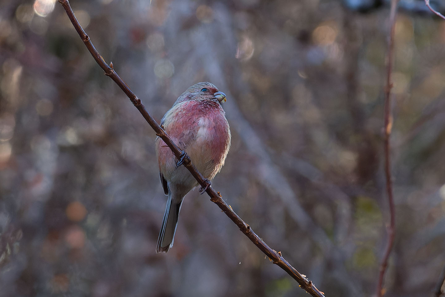 Canon EOS 60D + TAMRON SP 150-600mm F/5-6.3 Di VC USD (A011) and DxO PureRAW 3