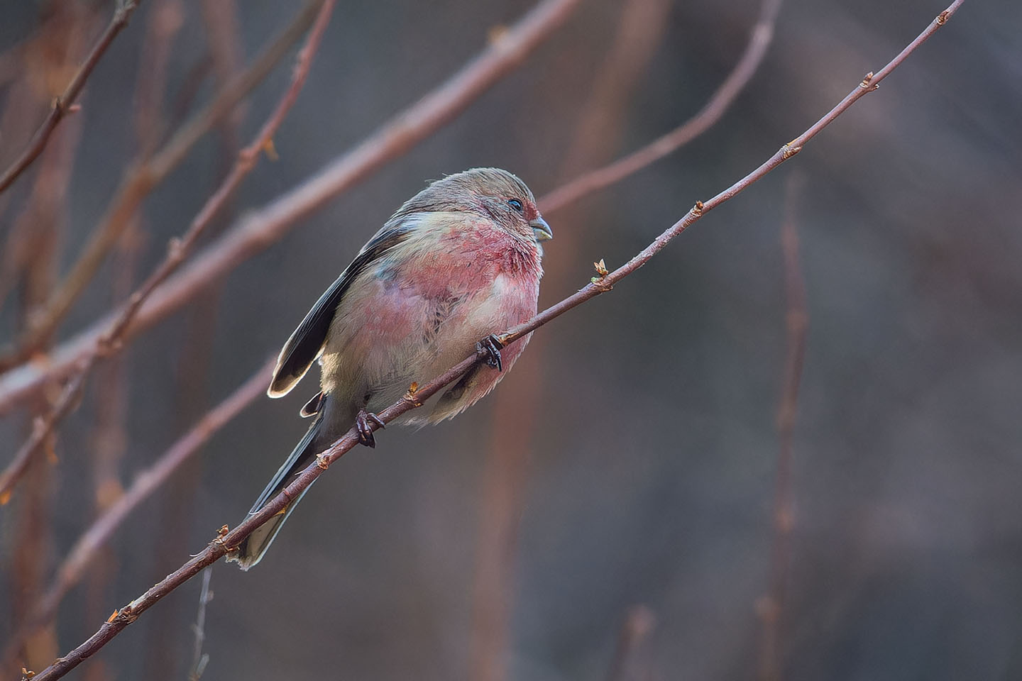 Canon EOS 60D + TAMRON SP 150-600mm F/5-6.3 Di VC USD (A011) and DxO PureRAW 3