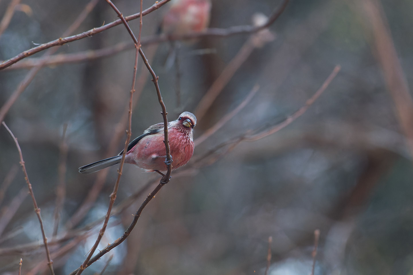 Canon EOS 60D + TAMRON SP 150-600mm F/5-6.3 Di VC USD (A011) and DxO PureRAW 3