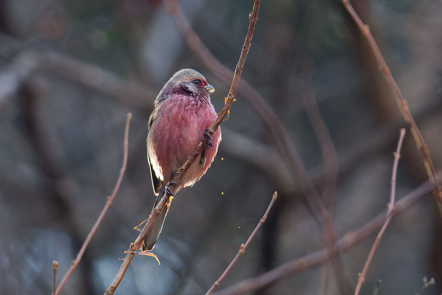 Canon EOS 60D + TAMRON SP 150-600mm F/5-6.3 Di VC USD (A011) and DxO PureRAW 3