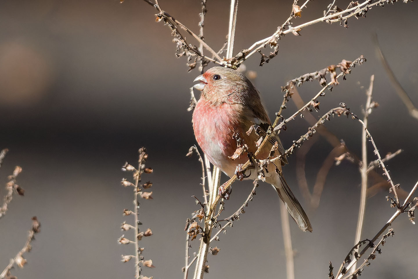 Canon EOS 60D + TAMRON SP 150-600mm F/5-6.3 Di VC USD (A011) and DxO PureRAW 3