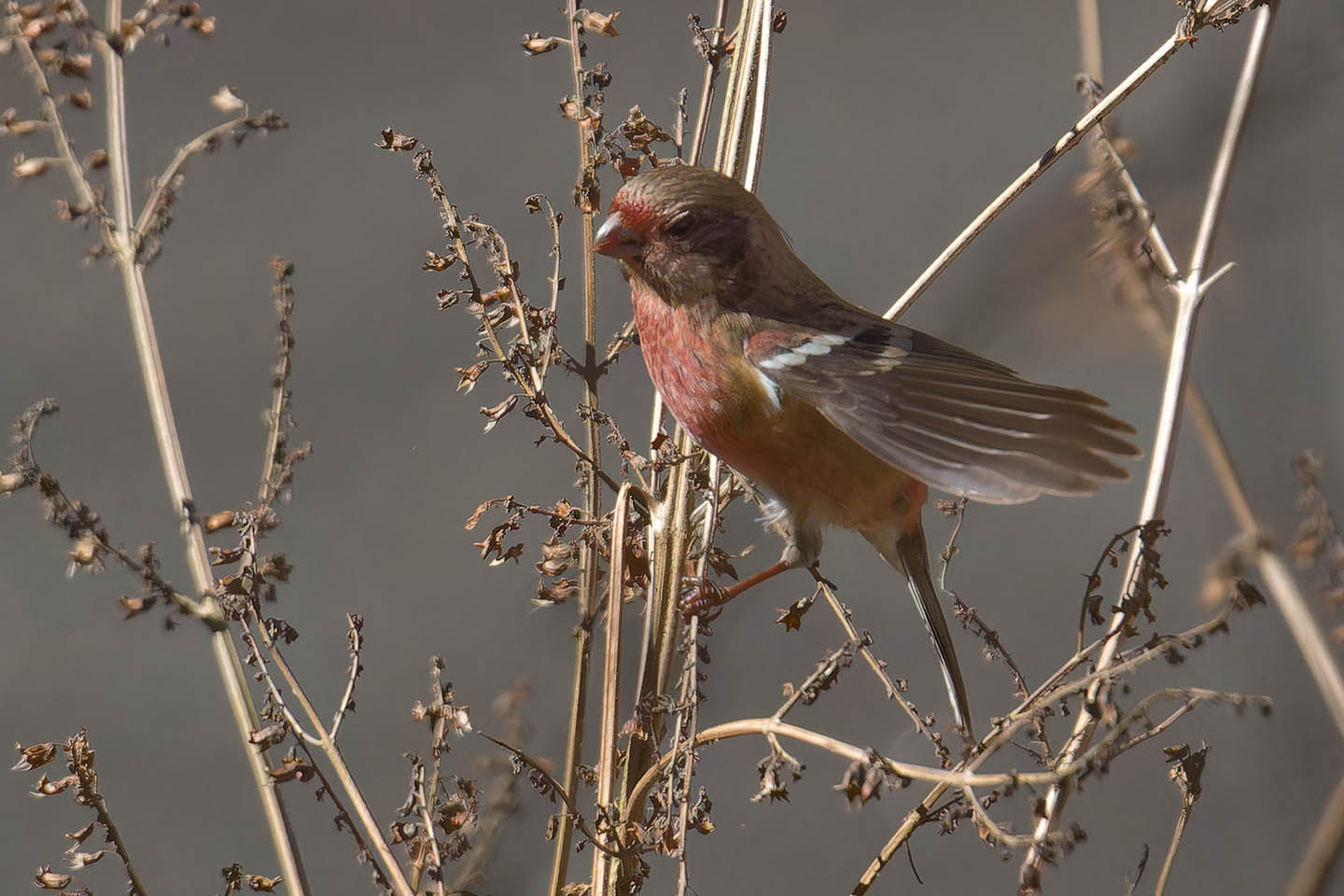 Canon EOS 60D + TAMRON SP 150-600mm F/5-6.3 Di VC USD (A011) and DxO PureRAW 3