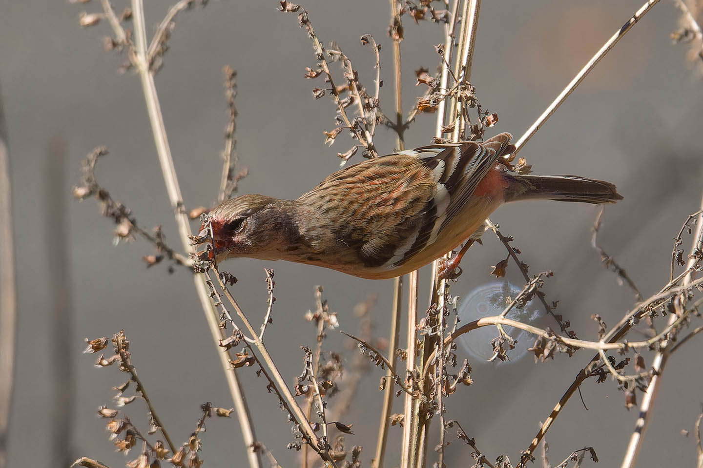 Canon EOS 60D + TAMRON SP 150-600mm F/5-6.3 Di VC USD (A011) and DxO PureRAW 3