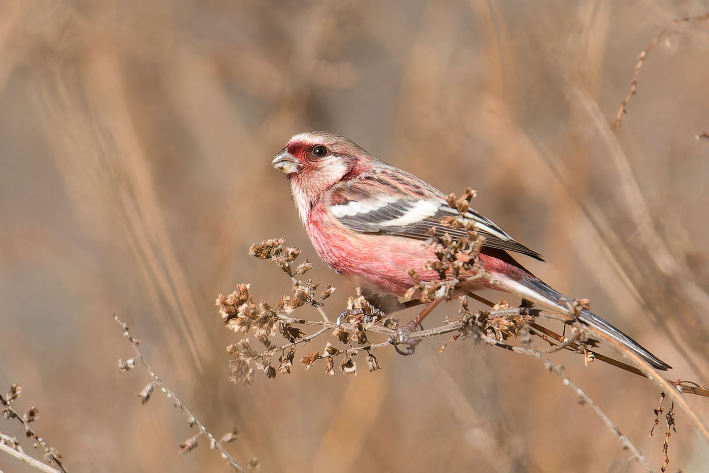 Canon EOS 60D + TAMRON SP 150-600mm F/5-6.3 Di VC USD (A011) and DxO PureRAW 3