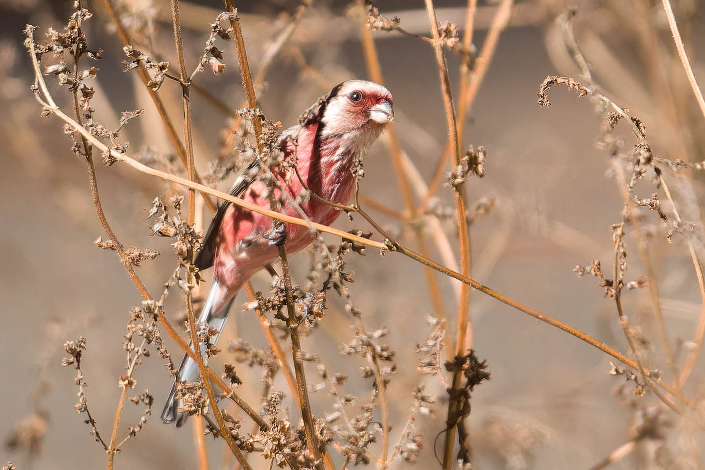 Canon EOS 60D + TAMRON SP 150-600mm F/5-6.3 Di VC USD (A011) and DxO PureRAW 3