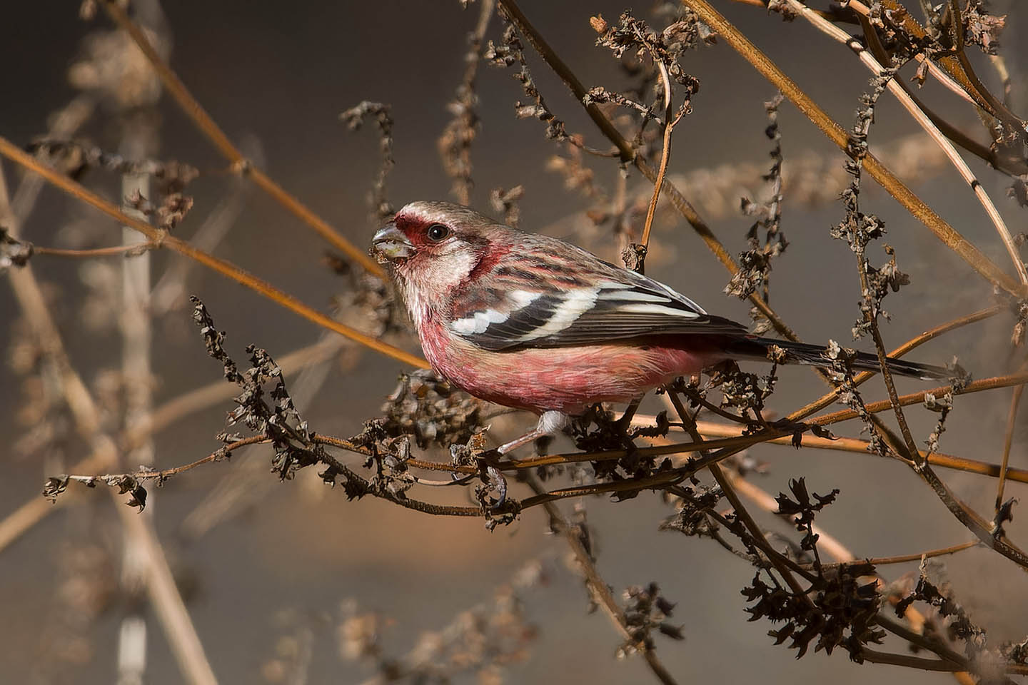 Canon EOS 60D + TAMRON SP 150-600mm F/5-6.3 Di VC USD (A011) and DxO PureRAW 3