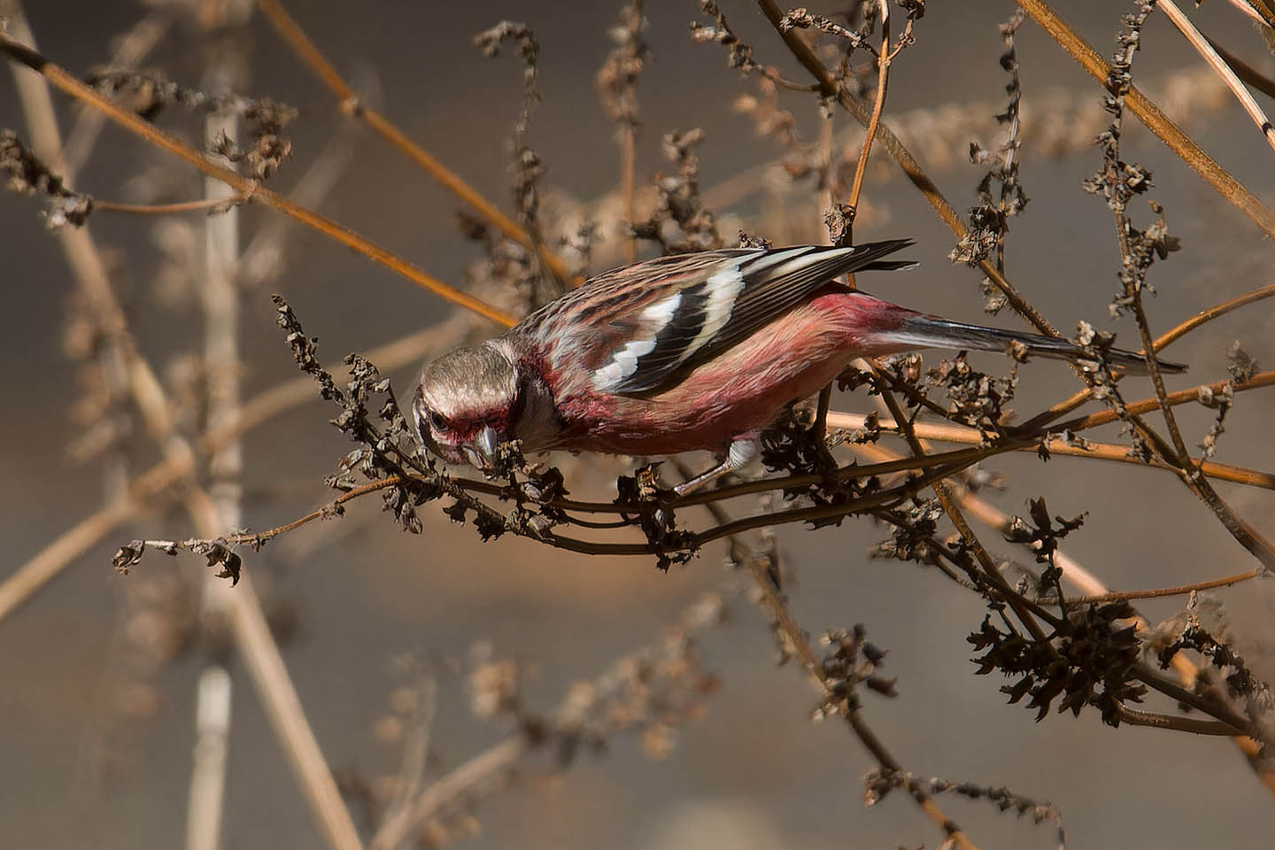 Canon EOS 60D + TAMRON SP 150-600mm F/5-6.3 Di VC USD (A011) and DxO PureRAW 3