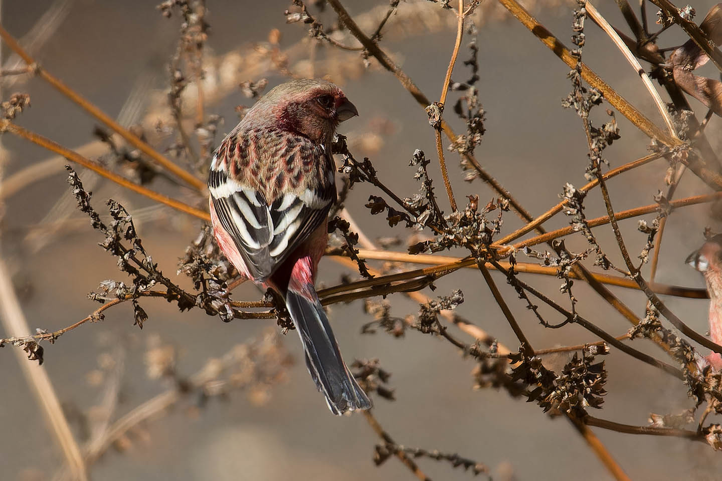 Canon EOS 60D + TAMRON SP 150-600mm F/5-6.3 Di VC USD (A011) and DxO PureRAW 3