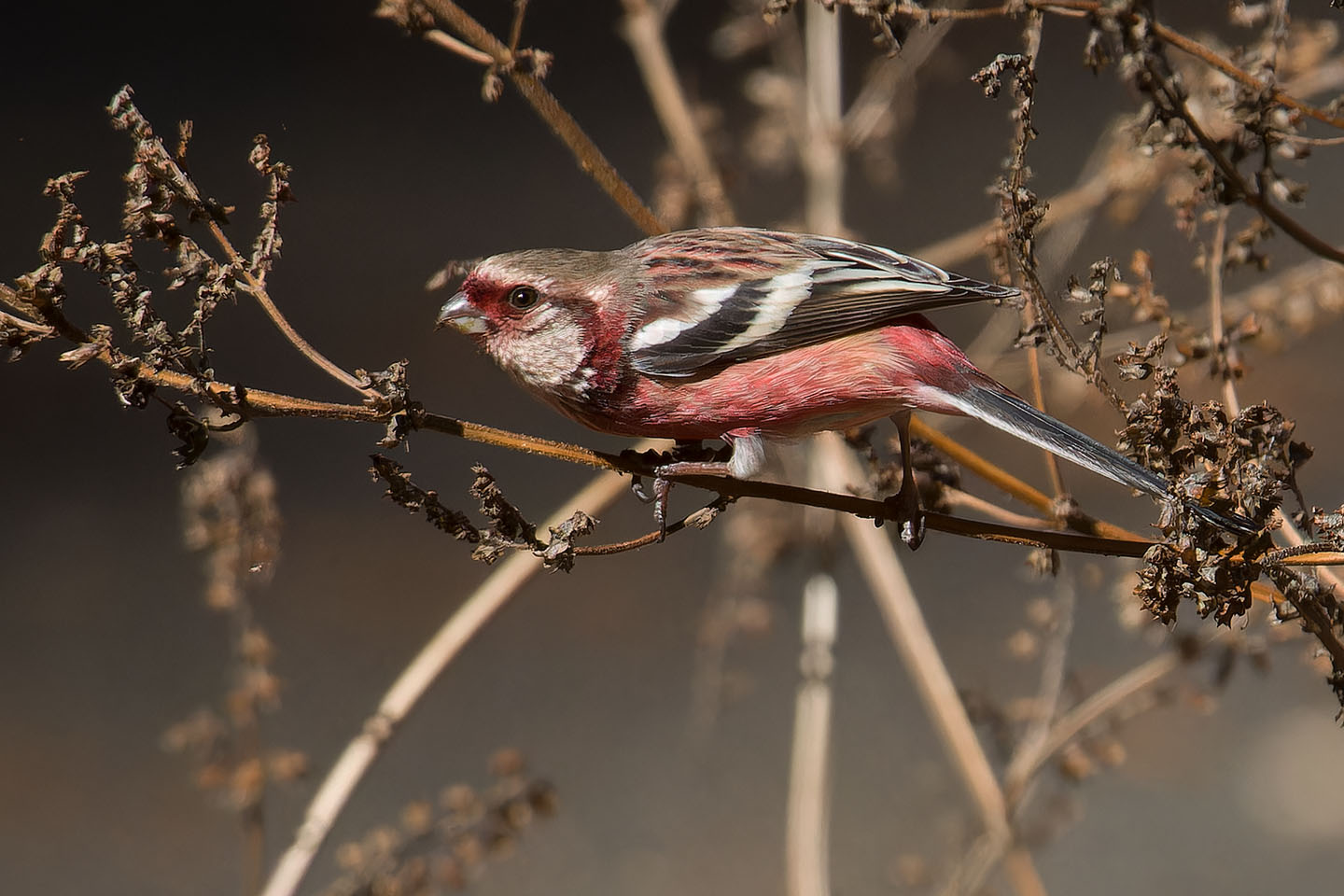 Canon EOS 60D + TAMRON SP 150-600mm F/5-6.3 Di VC USD (A011) and DxO PureRAW 3