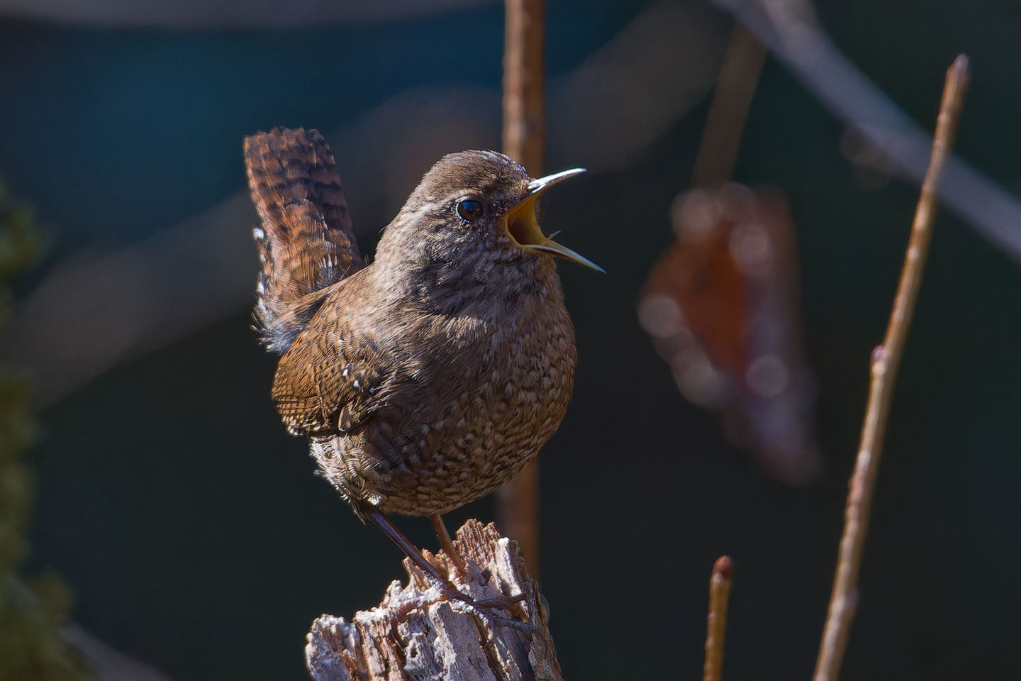 Canon EOS 60D + TAMRON SP 150-600mm F/5-6.3 Di VC USD (A011) and DxO PureRAW 3